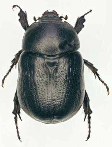 Réf. 182 554 : Pentodon bidens punctatum